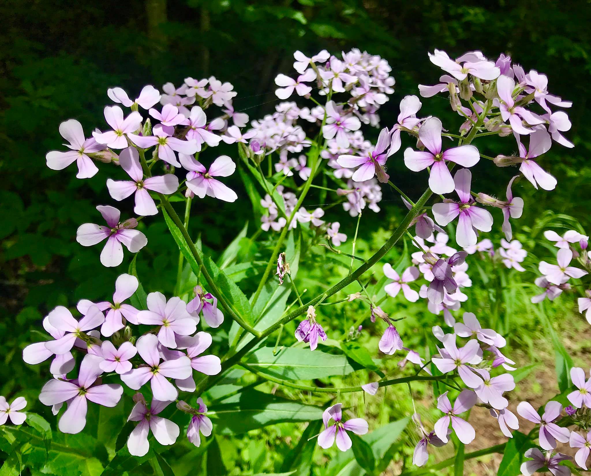 greenbrier bike trail