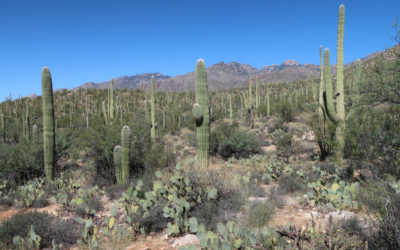 Day 2 – Sabino Canyon Recreation Area